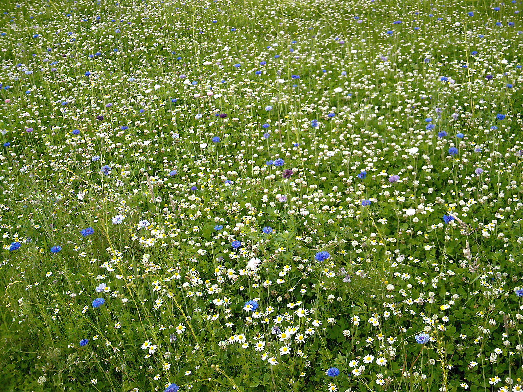 Bijenmengsel