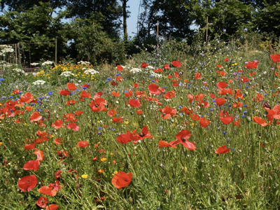 global green seeds bloemenzaad