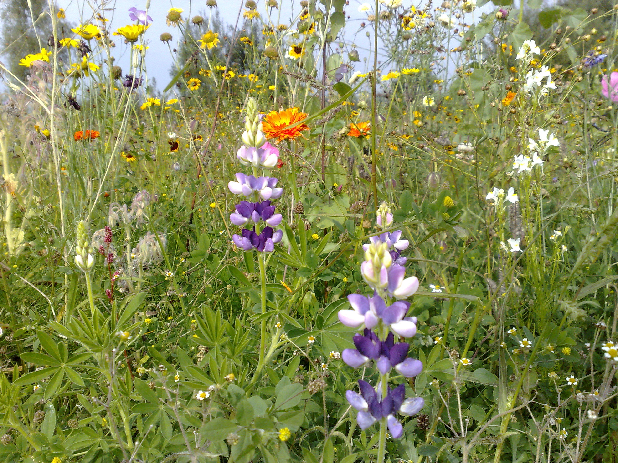 Wildbloemen hoog/laag