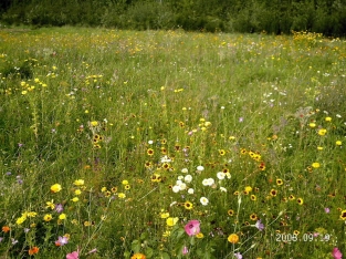 Wildbloemen hoog/laag